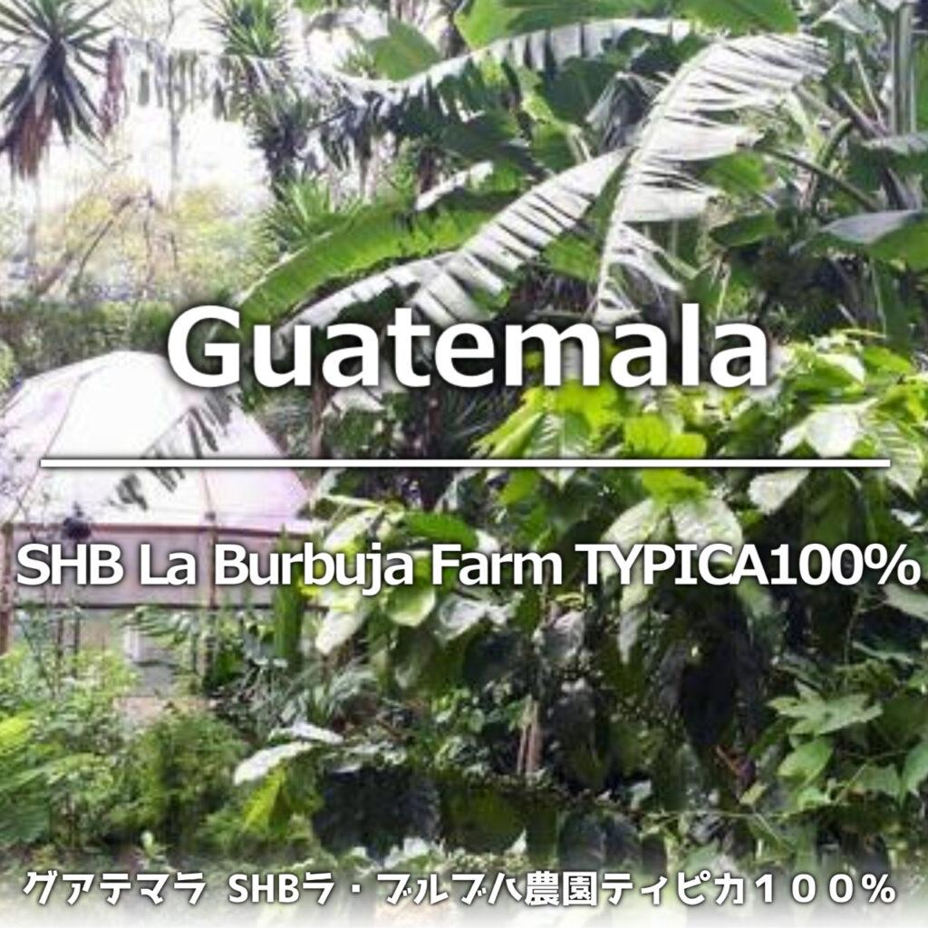グアテマラ　SHB　ラ・ブルブハ農園　ティピカ１００％EC